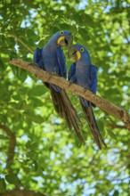 Two blue macaws on a branch amidst green leaves interacting with each other, Hyacinth Macaw