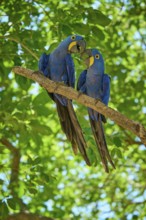 Two parrots on a branch, one singing, surrounded by dense foliage in a tropical atmosphere,