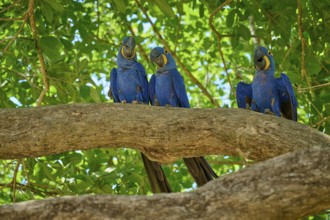 Three parrots sitting on a branch, surrounded by leaves in sunny weather, Hyacinth Macaw
