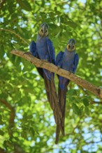 Two blue parrots side by side on a narrow branch surrounded by dense foliage, Hyacinth Macaw