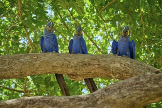 Three Hyacinth Macaws on a branch under green foliage in daylight, Hyacinth Macaw (Anodorhynchus