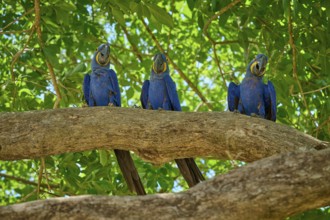 Three Hyacinth Macaws sitting next to each other on a tree in a tropical environment, Hyacinth