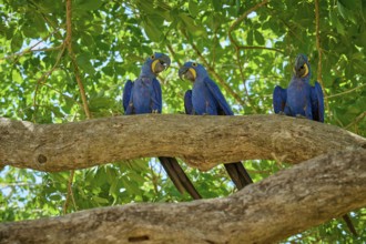 Three blue parrots sitting on a branch surrounded by green leaves on a sunny day, Hyacinth Macaw