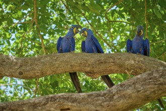 Three blue macaws next to each other on a tree branch in a green natural environment, Hyacinth