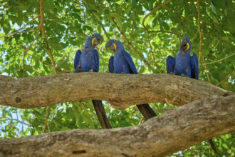 Three blue parrots on a branch with green leaves in the background on a sunny day, Hyacinth Macaw