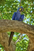 A blue macaw sitting high on a branch with a green foliage background, vertically orientated,