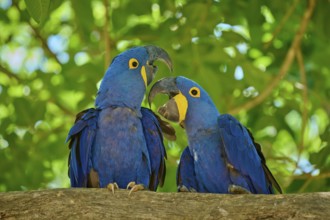 Pair of blue macaws on a branch, in a tropical, lively natural setting, Hyacinth Macaw