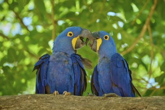 Two blue macaws perched on a branch in a living natural environment, Hyacinth Macaw (Anodorhynchus