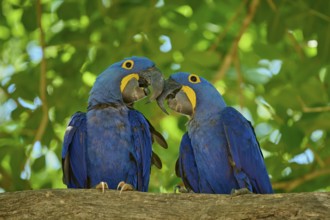 Two blue macaws on a branch under green leaves, a lively and colourful sight, Hyacinth Macaw