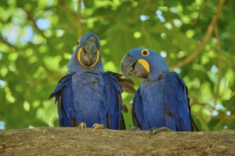Two blue macaws resting on a branch, natural background with vivid green tones, Hyacinth Macaw