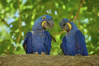 Two blue macaws sitting on a branch in a tropical environment under green leaves, Hyacinth Macaw