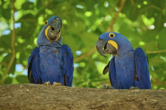 Two blue parrots sitting together on a branch with dense foliage, Hyacinth Macaw (Anodorhynchus
