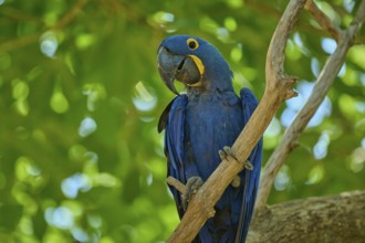 A blue parrot clings to a branch surrounded by tropical greenery, Hyacinth Macaw (Anodorhynchus