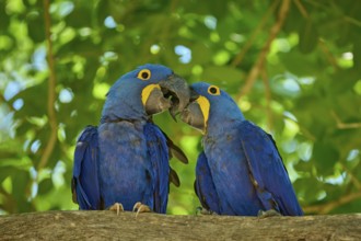 Two blue parrots sitting close together on a tree, surrounded by greenery, Hyacinth Macaw
