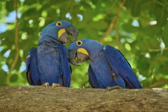 Two blue parrots sitting in close interaction on a tree branch, Hyacinth Macaw (Anodorhynchus