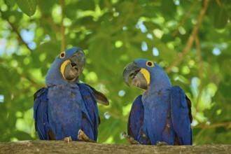 Pair of blue macaws sitting on a branch surrounded by green nature, Hyacinth Macaw (Anodorhynchus