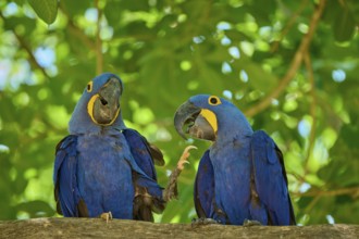Two blue macaws on a branch, one raises its foot, with green background, Hyacinth Macaw