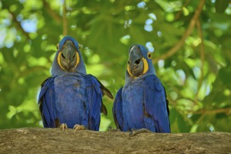 Two blue macaws on a branch with deep green leaves in the background, vivid colours, Hyacinth Macaw