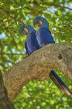 Two blue parrots side by side on a branch under a green canopy, Hyacinth Macaw (Anodorhynchus