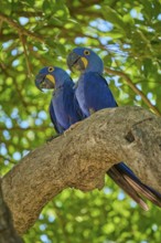 Two blue parrots on a branch, surrounded by bright green leaves, Hyacinth Macaw (Anodorhynchus