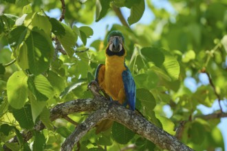 A blue and yellow parrot sits on a branch surrounded by lush green leaves on a sunny day,