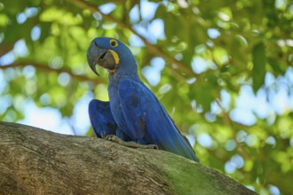 A single blue parrot sitting on a branch in the tropical light, Hyacinth Macaw (Anodorhynchus