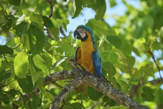 A colourful parrot sits on a branch amidst green leaves under a blue sky, Yellow-breasted Macaw