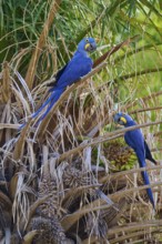 Two parrots with vivid blue feathers on dry branches in front of palm trees, Hyacinth Macaw