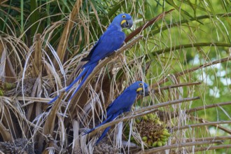 Two blue parrots sitting on a palm tree in a tropical environment, Hyacinth Macaw (Anodorhynchus