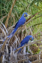 Two blue-feathered parrots sitting on branches in a green environment, Hyacinth Macaw