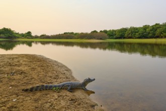 Yacare caiman (Caiman yacare, Caiman crocodilus yacara), resting on the river bank at sunrise,