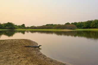 Yacare caiman (Caiman yacare, Caiman crocodilus yacara), lying on the riverbank at sunset,