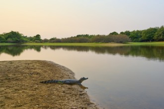 Yacare caiman (Caiman yacare, Caiman crocodilus yacara), on the banks of a river at sunrise,