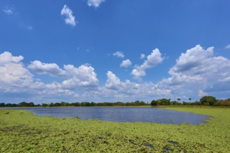Big sky with white clouds over a lake with green water lettuce, Fazenda Barranco Alto, Pantanal,