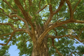View of the treetop with branching branches and green foliage, Fazenda Barranco Alto, Pantanal,
