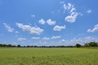 Clear blue sky with sheep clouds over a large lake with water lettuce, Fazenda Barranco Alto,