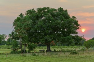 Sunrise behind a large tree with a bench nearby, Fazenda Barranco Alto, Pantanal, UNESCO Biosphere