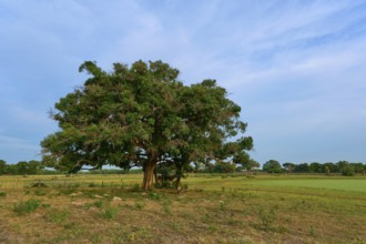 Large tree under clear blue sky in open landscape, Fazenda Barranco Alto, Pantanal, UNESCO