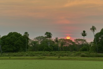 Sunrise behind palm trees with green foreground and colorful sky, Fazenda Barranco Alto, Pantanal,