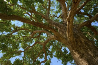 View of the treetop with thick branches and blue sky, Fazenda Barranco Alto, Pantanal, UNESCO