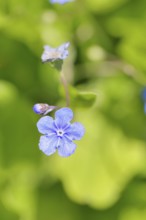 Marsh forget-me-not (Myosotis palustris), true forget-me-not in bloom in spring, close-up,