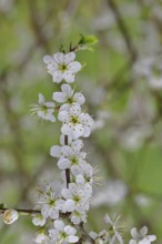 Blossom branch, blackthorn (Prunus spinosa), also known as blackthorn, close-up with bokeh in the