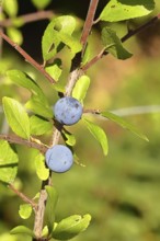 Blackthorn (Prunus spinosa), branch with ripe fruit, autumn, Wilnsdorf, North Rhine-Westphalia,