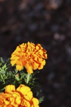 Bright orange flower of Tagetes erecta in close-up under sunlight with dark background, in a