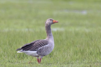 Grey goose (Anser anser) on a moor, DÃ¼mmer, Lake DÃ¼mmer, Ochsenmoor, HÃ¼de, Lower Saxony, Germany