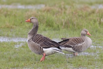 Grey goose (Anser anser) pair on a moor, DÃ¼mmer, Lake DÃ¼mmer, Ochsenmoor, HÃ¼de, Lower Saxony,