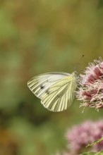 A Cabbage butterfly (Pieris brassicae) sucking nectar on the flower of a Hemp agrimony