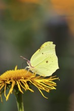 Lemon butterfly (Gonepteryx rhamny) on a yellow flower of a Great Telekie (Telekia speciosa),