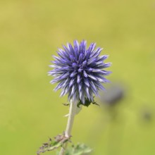 Blue globe thistle (Echinops ritro), flower, ornamental plant in a garden, Wilnsdorf, North