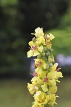 Dark mullein (Verbascum nigrum), flowers, inflorescence, in a natural garden, close-up, Wilnsdorf,